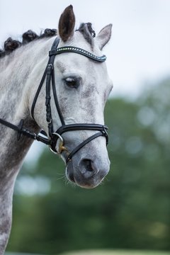 Bild 448 - Pony Akademie Turnier